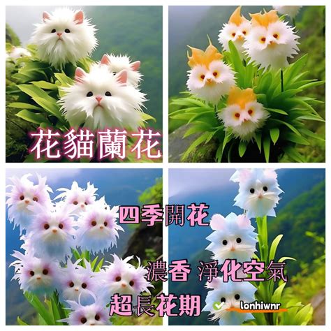 貓貓蘭花球